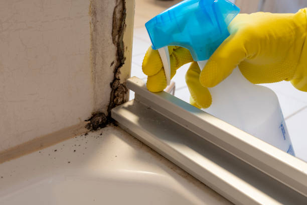 Best Crawl Space Mold Removal  in Greentown, IN