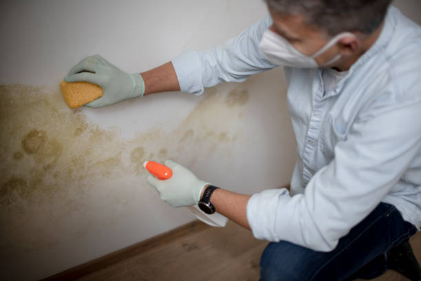Trusted Greentown, IN Mold Removal Experts