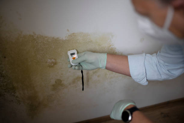 Best Mold Damage Repair  in Greentown, IN