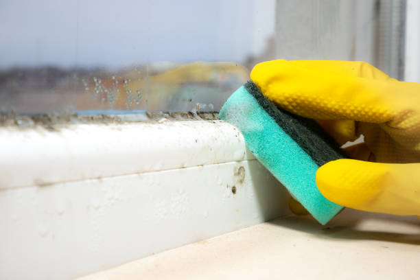 Best Mold Testing  in Greentown, IN