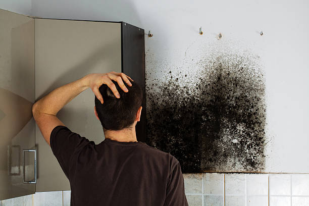 Best Local Mold Removal Service  in Greentown, IN